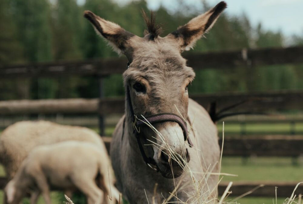 Are YOU a Horse or a Donkey?  Lessons Learned from a Donkey Sanctuary.