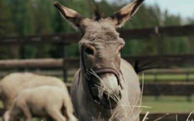 Are YOU a Horse or a Donkey?  Lessons Learned from a Donkey Sanctuary.