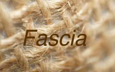 What’s the Big Deal About Fascia?